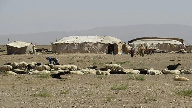 تولید سالانه ۴۰۰ تن گوشت قرمز به همت عشایر استان قم