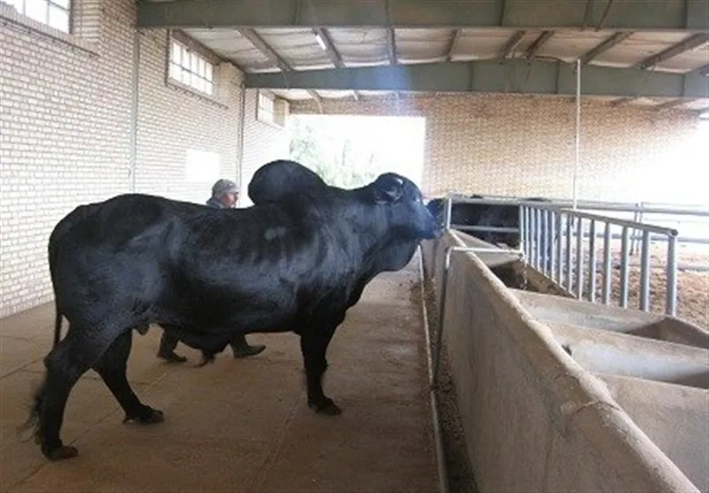 نظام مسائل استان سیستان و بلوچستان , اخبار سیستان ,
