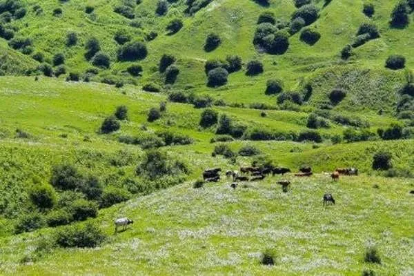 آزادسازی ۹۱ هزار و ۵۰۰ مترمربع از اراضی ملی دیواندره با مشارکت متصرفان