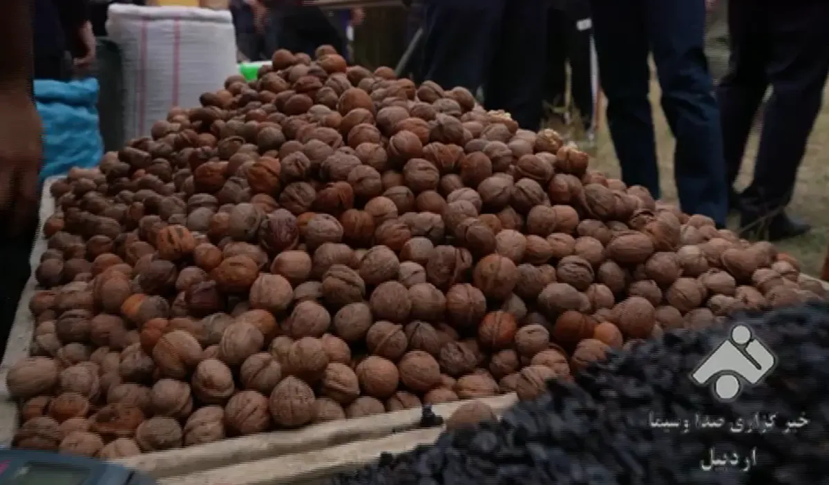 ‍ جشنواره ملی گردوی ثُمرین به شکرانه برداشت طلای سبز