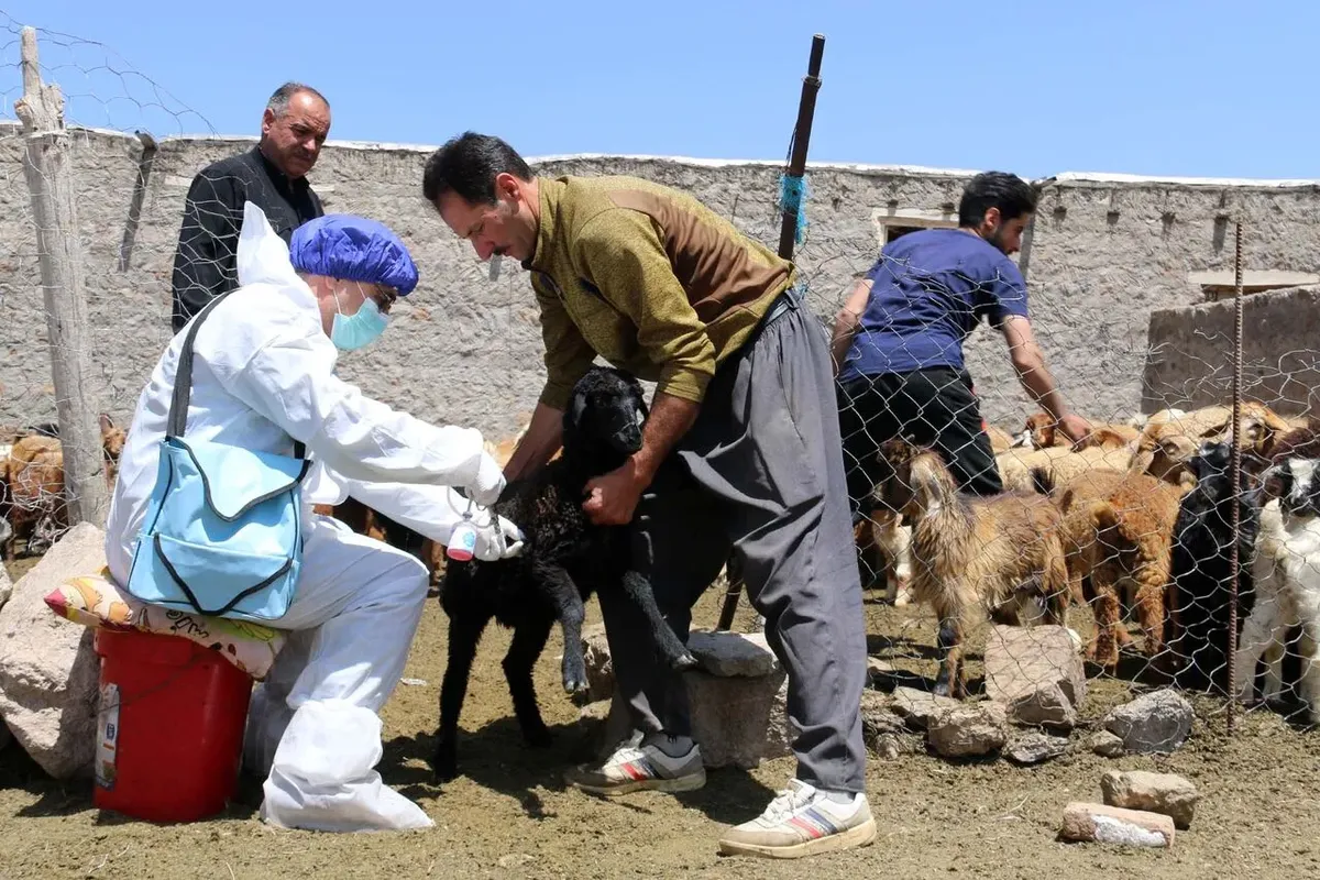 اردوی جهادی اردوی دامپزشکی ایمن سازی دام