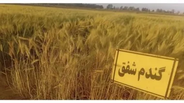 معرفی رقم جدید گندم نان سازگار با شرایط شور مناطق معتدل و گرم کشور