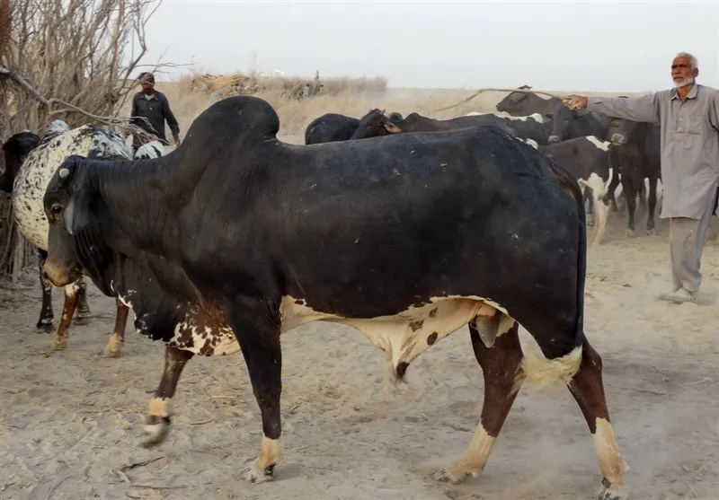نظام مسائل استان سیستان و بلوچستان , اخبار سیستان ,