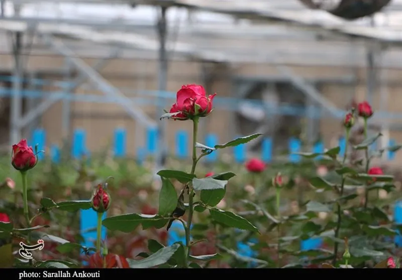 سرمایهگذاری 1500 میلیارد تومانی برای احداث شهرک گلخانهای در اسدآباد