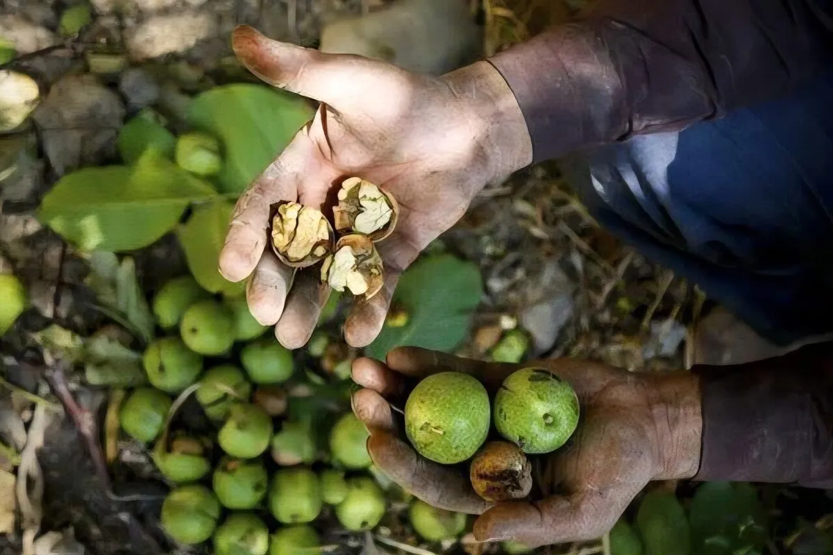 آئین شکرگزاری برداشت گردو در روستای «کهنوش» تویسرکان برگزار شد