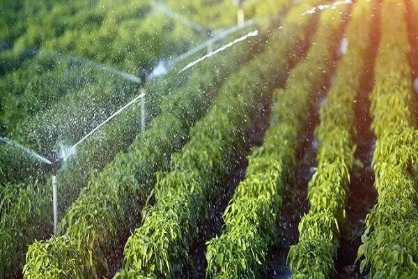 آبیاری نوین؛ راهکار عبور دشتستان از چالش کمآبی کشاورزی