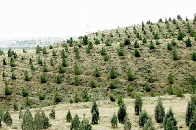رتبه نخست گیلان در تولید وکاشت نهال جنگلی در کشور