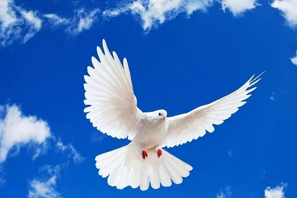 سازش در ۲ پرونده قتل با ورود دادستانی شادگان