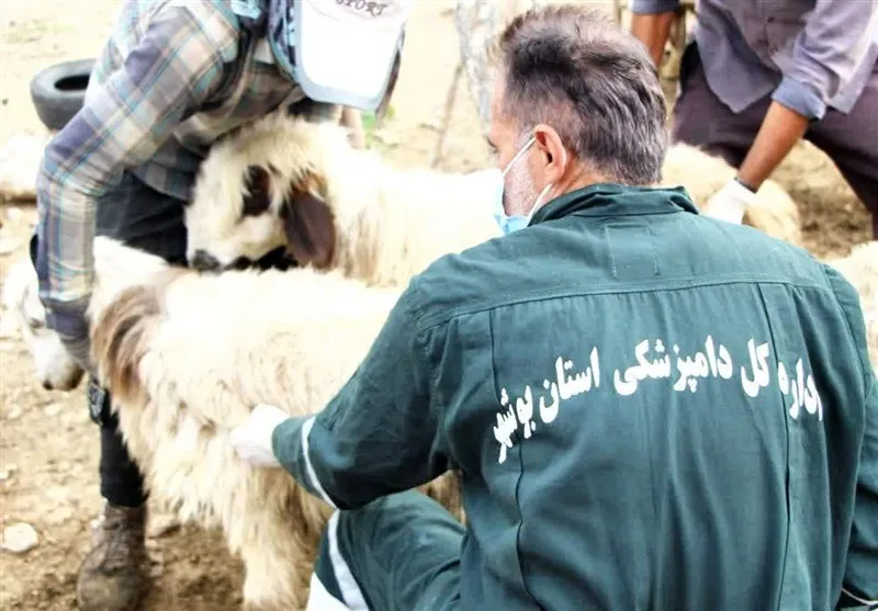 واکسیناسیون بیش از 3 میلیون دام سبک علیه تب برفکی در خوزستان