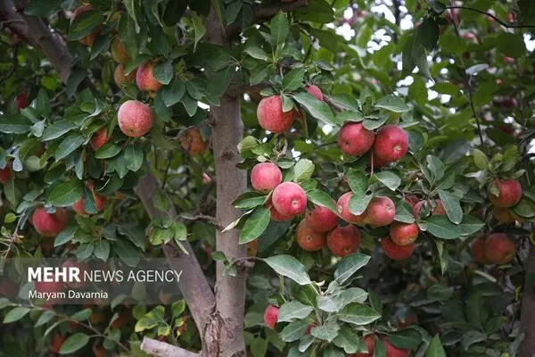 سیب دماوند؛ سرمایهای که باید از باغ تا بازار حمایت شود