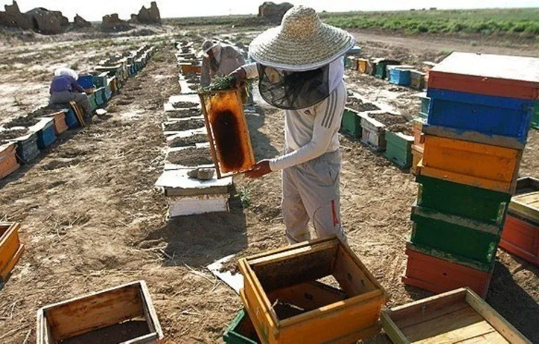 آغاز طرح سراسری سرشماری کلنیهای زنبور عسل در شهرستان خوی