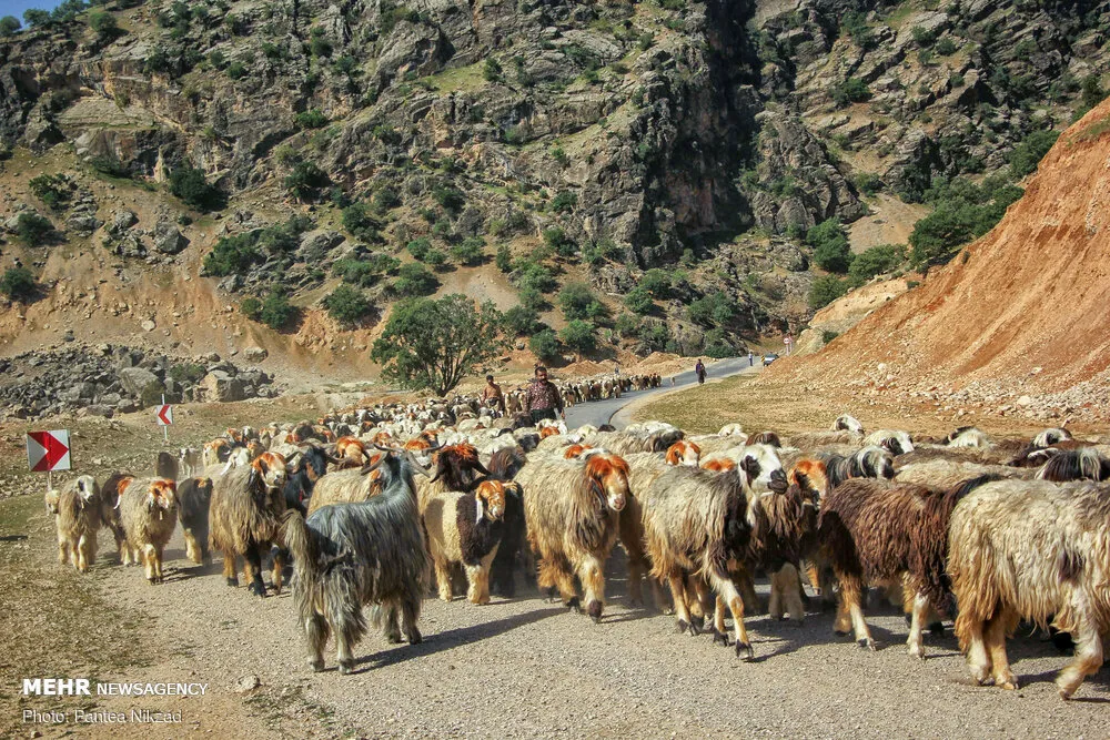 آمادگی ایلام برای میزبانی از کوچ پاییزه عشایر