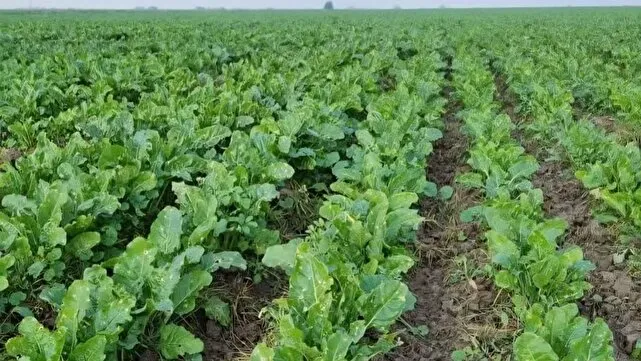 آغاز کشت چغندرقند پاییزه در شوش