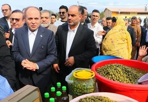 پیشبینی وزیر کشاورزی از تولید بیش از ۱۵۰هزار تن زیتون در کشور