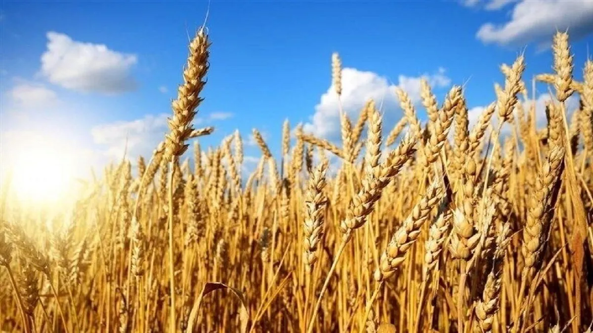 رتبه دوم استانی کلیبر در تولید و خرید تضمینی گندم