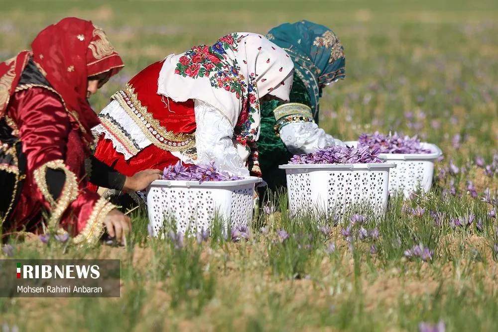 عکاسان سومین جشنواره عکس روز ملی زعفران معرفی شدند