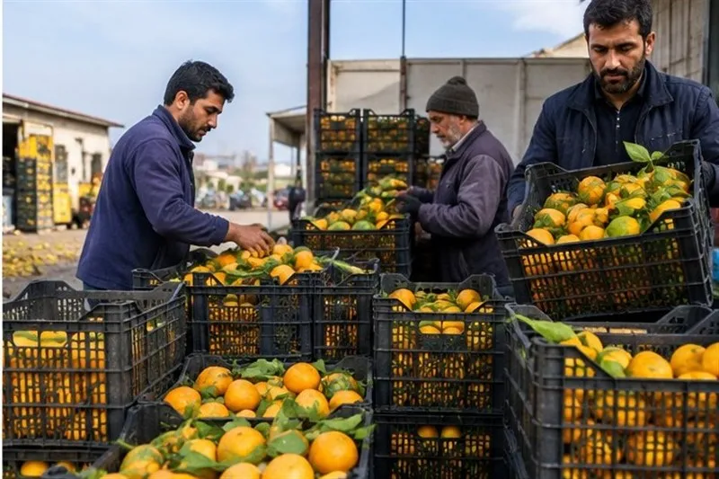 اخبار رشت , اخبار استان گیلان , تعاونی , تعاون , کشاورزی , نظام مسائل استان گیلان ,