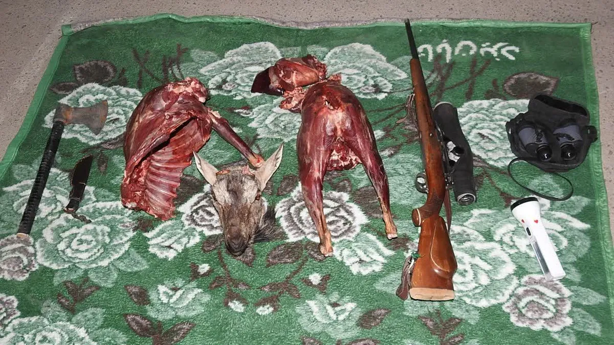 کشف لاشه کل وحشی و سلاح قاچاق در پناهگاه حیاتوحش درهانجیر شهرستان اردکان