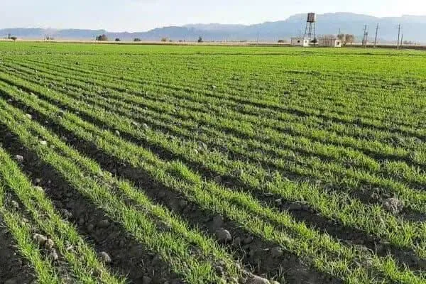 کشت جو در بیش از پنج هزار هکتار زمینهای شهرستان داراب فارس