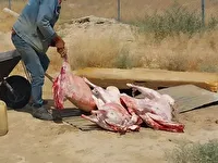 محکومیت عامل کشتار غیرمجاز دام در رودزرد رامهرمز به پرداخت جزای نقدی