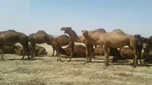 دو چالش جدی پیش روی شترداران بخش مرکزی و قنوات قم