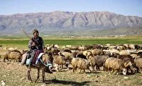 عشایر از پایههای اقتصاد مقاومتی و امنیت غذایی
