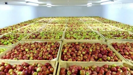 پیشبینی ذخیرهسازی ۱۰۰ هزار تن سیب در سردخانههای مهاباد