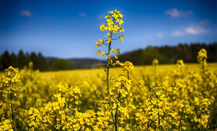 کشت دانه روغنی کلزا در مزارع زرین دشت