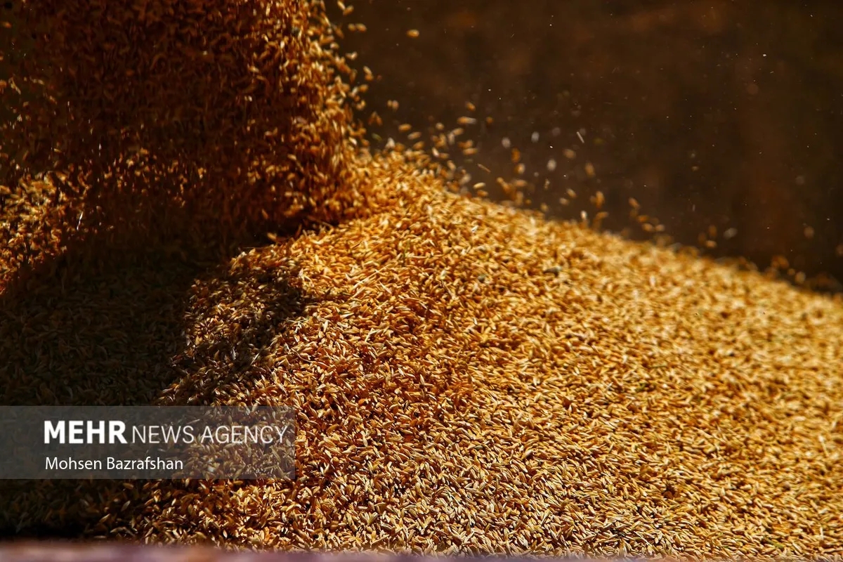 فرآوری ۸۵۰ تن بذر گندم و جو در یزد به پایان رسید