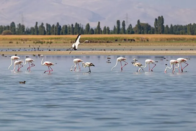 اعتبار احیای تالابهای آذربایجانغربی ۲.۳ برابر افزایش یافت