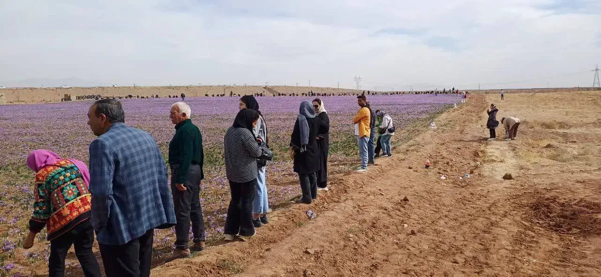 برگزاری تور گردشگری زعفران در زاوه خراسان رضوی