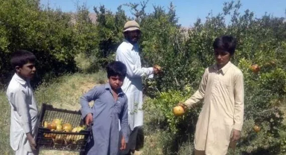 پیشبینی برداشت ۱۵ هزار تُن انار در خاش سیستان و بلوچستان