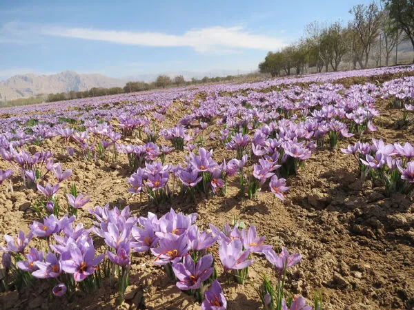 طلای سرخ ، میراث ۲۵۰ ساله کشاورزی استهبان فارس