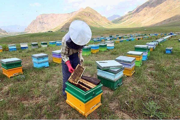 استقرار بیش از ۱۴ هزار کندوی عسل در بستک هرمزگان