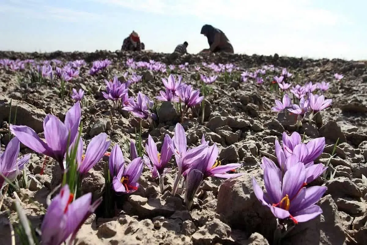 کشت زعفران گامی برای دستیابی به کشاورزی کم‌آب‌بر