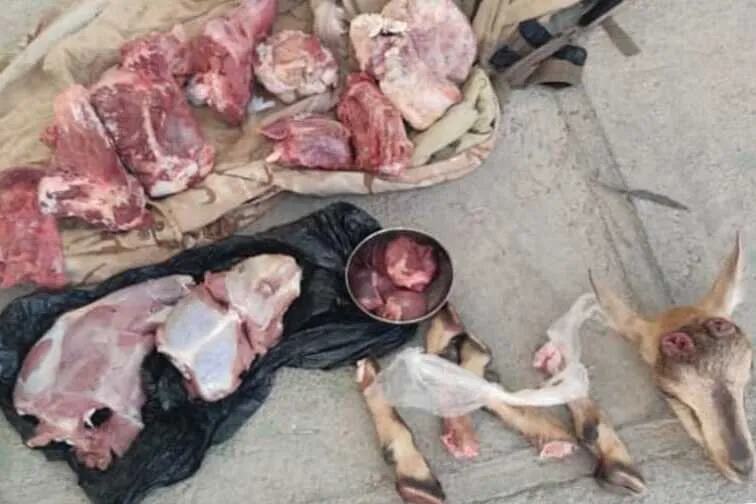 گوشت بز کوهی در اندیکا کشف شد