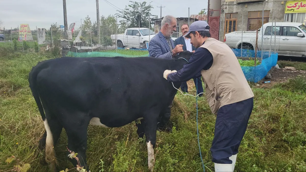 واکسیناسیون بیش از ۴۰۰ راس دام در ۷ روستای فومن