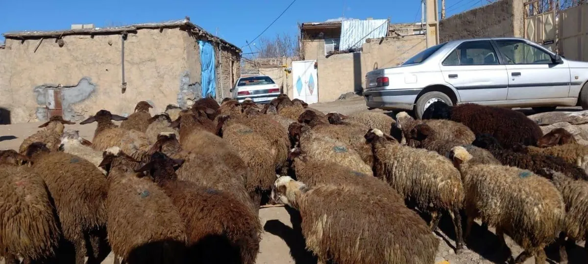 قیمت دام زنده امروز ۲۶ مهر ۱۴۰۵ / گوسفند زنده در تهران کیلویی ۷۰۵ هزار تومان شد + جدول