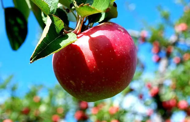 برداشت سالانه بیش از ۱۰۷ هزار تن سیب از باغات سلماس