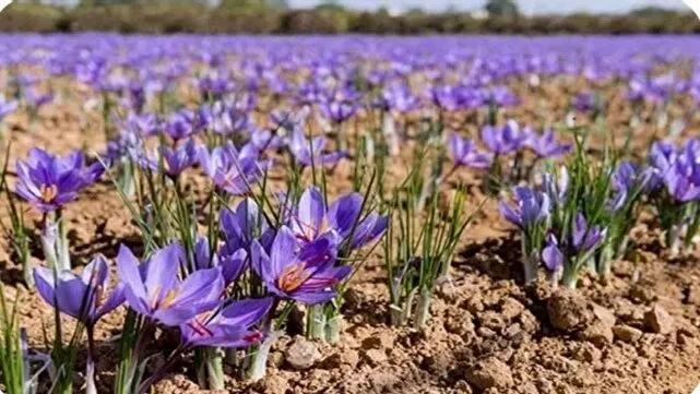 برداشت زعفران از مزارع آذربایجانغربی آغاز شد