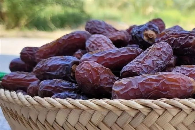 آغاز برداشت خرمای پیارم در هرمزگان