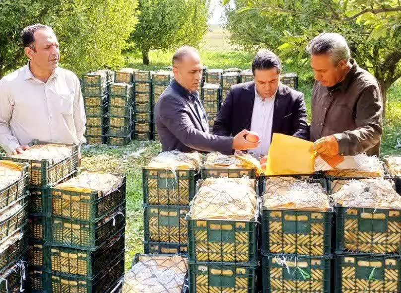 از باغ تا بازار؛ حرکت تعاونیهای میاندوآب به سمت تولید مستقیم و تنظیم بازار میوه