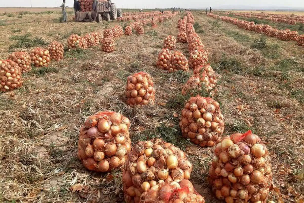 برداشت پیاز از ۲۰۰ هکتار مزارع شهر بهمن آباده