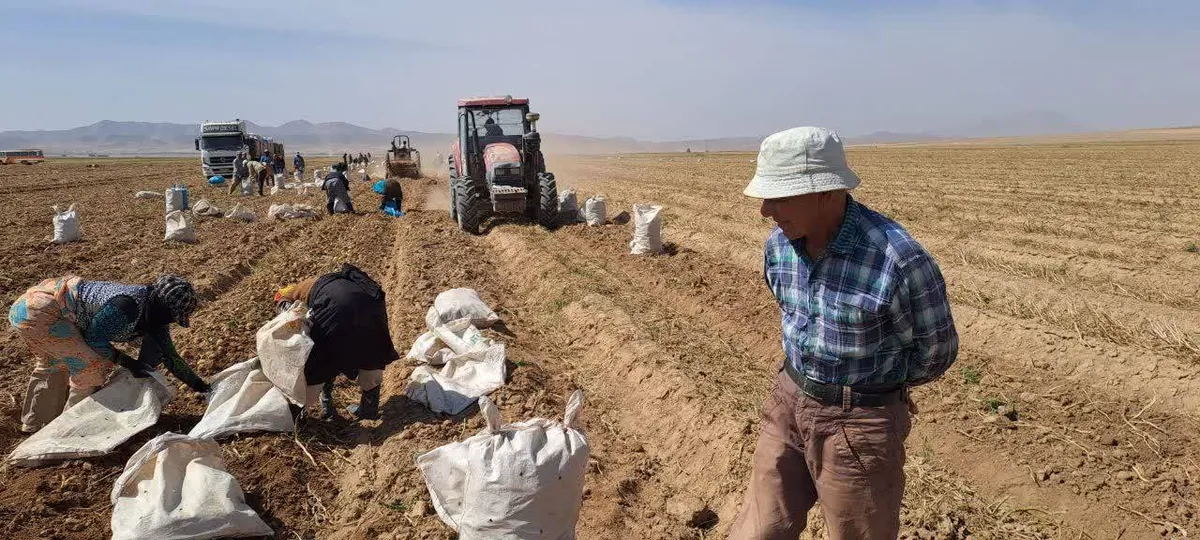 آغاز برداشت سیبزمینی در نیشابور