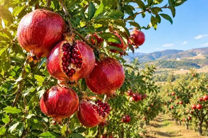 تولید بیش از ۱۰ هزار تُن انار در آذربایجان شرقی