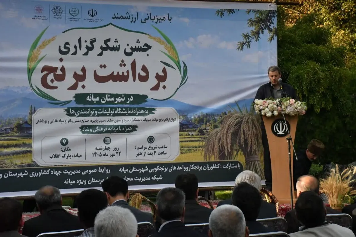 پیشبینی تولید ۱۷هزار تن برنج در میانه؛ رتبه نخست استان برای شالیزارها