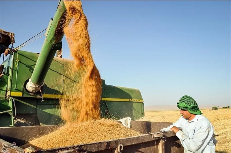 مطالبات گندم‌کاران پرداخت نشد/ کشاورزان به فروش آزاد گندم روی آوردند