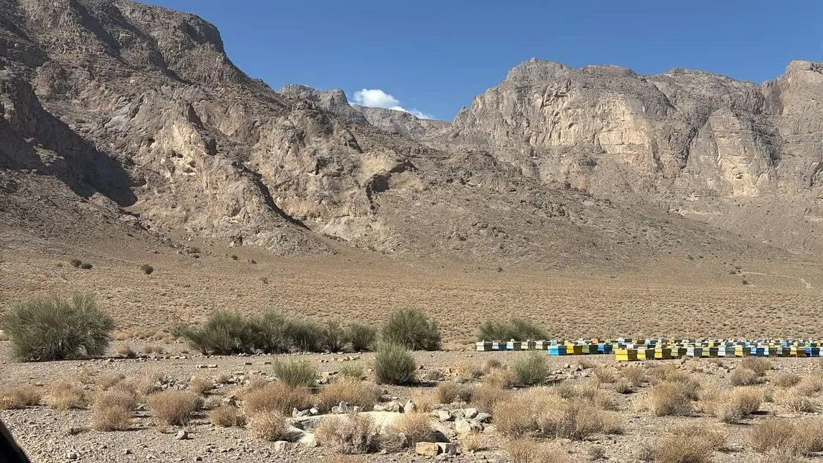 آغاز سرشماری زنبورستانهای شهرستان مهریز