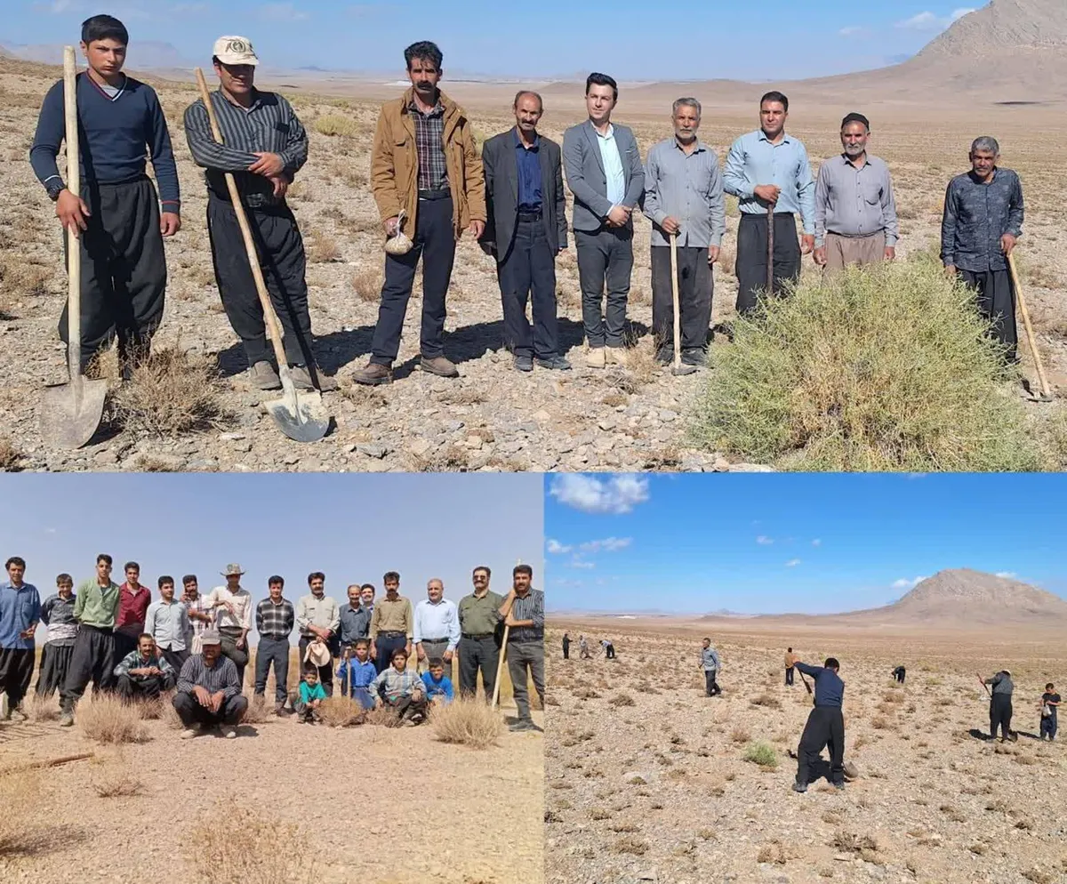 کاشت بذر گیاه دارویی آنغوزه در مراتع شهر ایزدخواست آباده