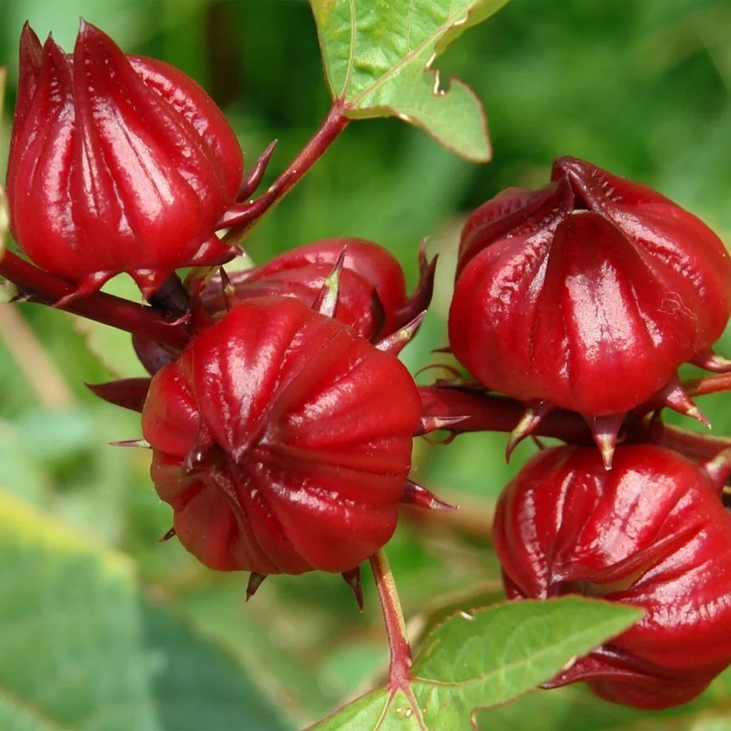 برداشت چای قرمز در روستای علوه شهرستان کارون